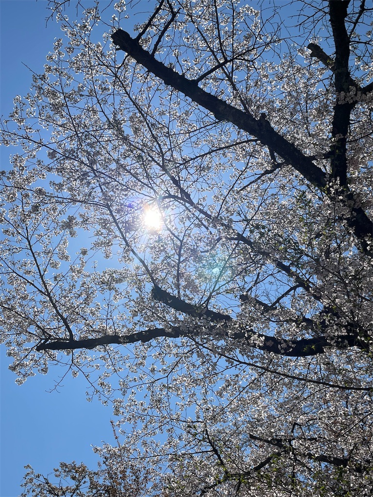f:id:kosamebitaki733:20260405120830j:image f:id:kosamebitaki733:20260405120830j:image