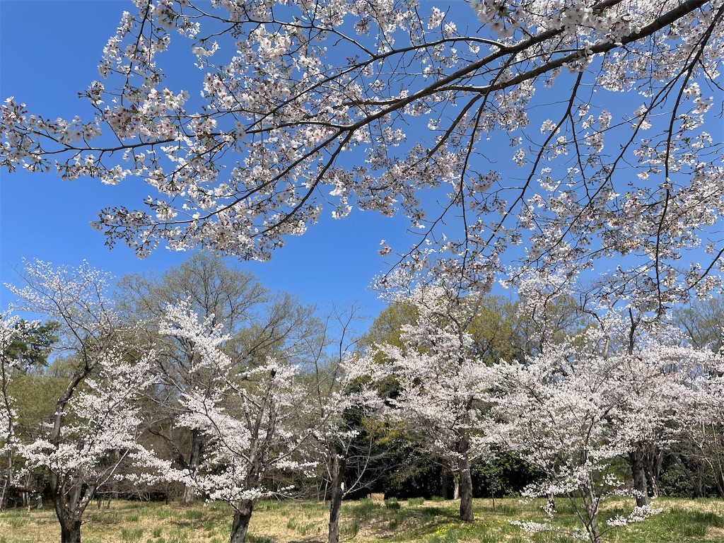 f:id:kosamebitaki733:20260405120836j:image f:id:kosamebitaki733:20260405120836j:image