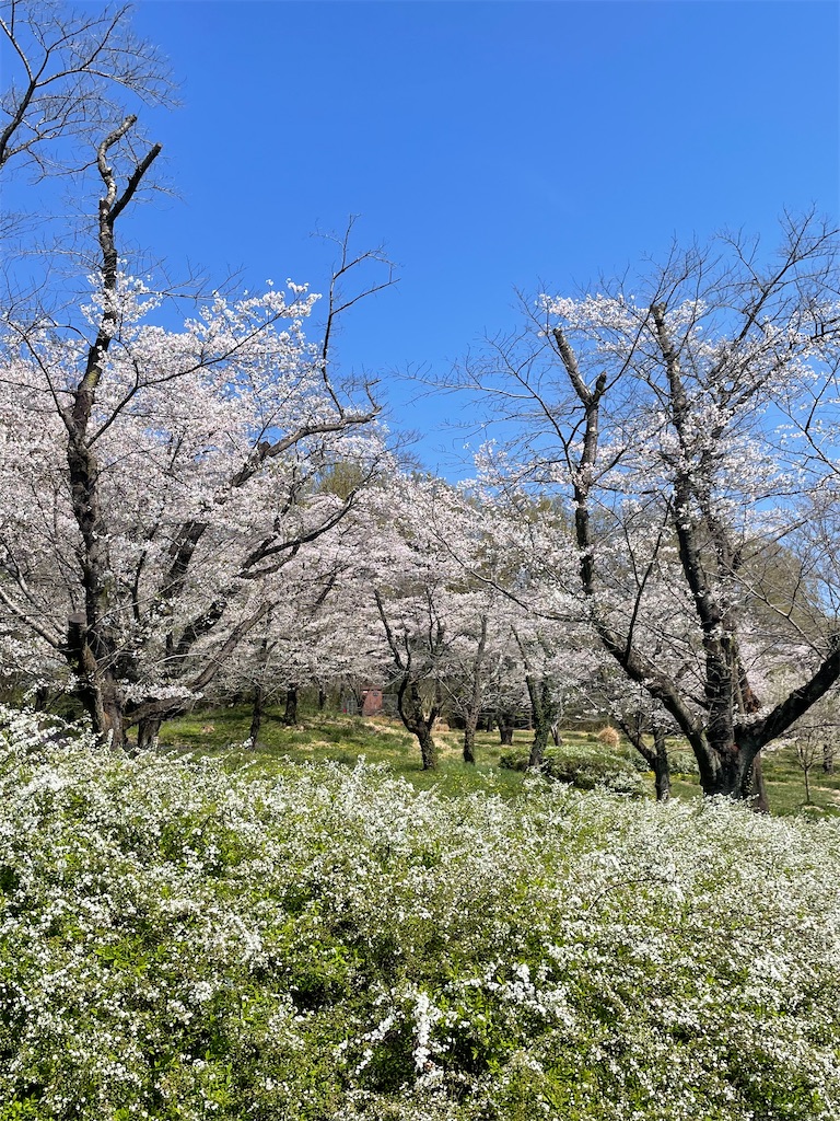 f:id:kosamebitaki733:20260405120851j:image f:id:kosamebitaki733:20260405120851j:image
