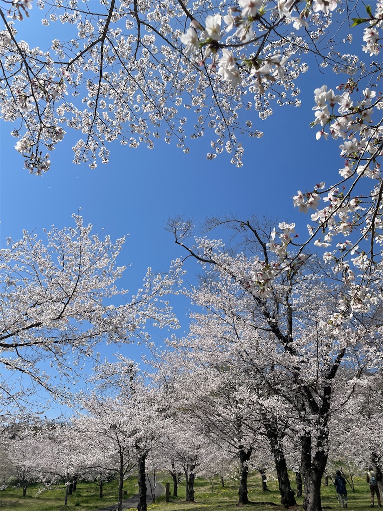 f:id:kosamebitaki733:20260405120902j:image f:id:kosamebitaki733:20260405120902j:image