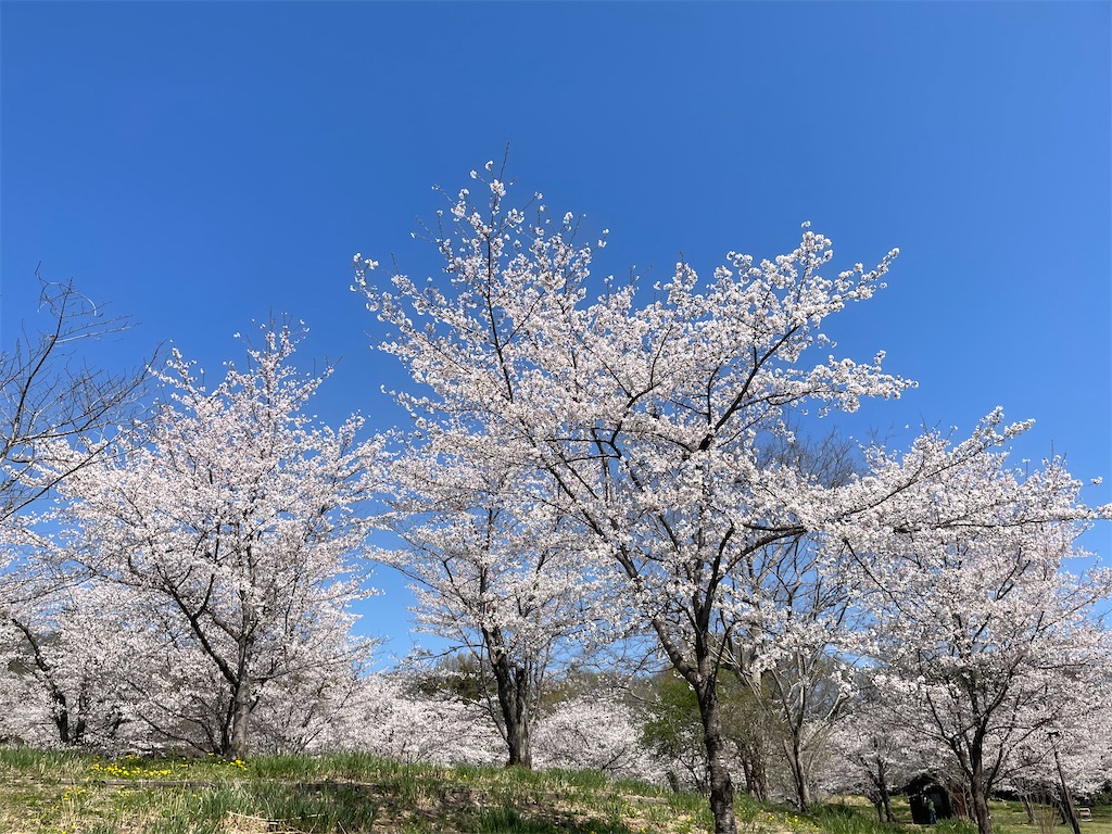 f:id:kosamebitaki733:20260405120905j:image f:id:kosamebitaki733:20260405120905j:image