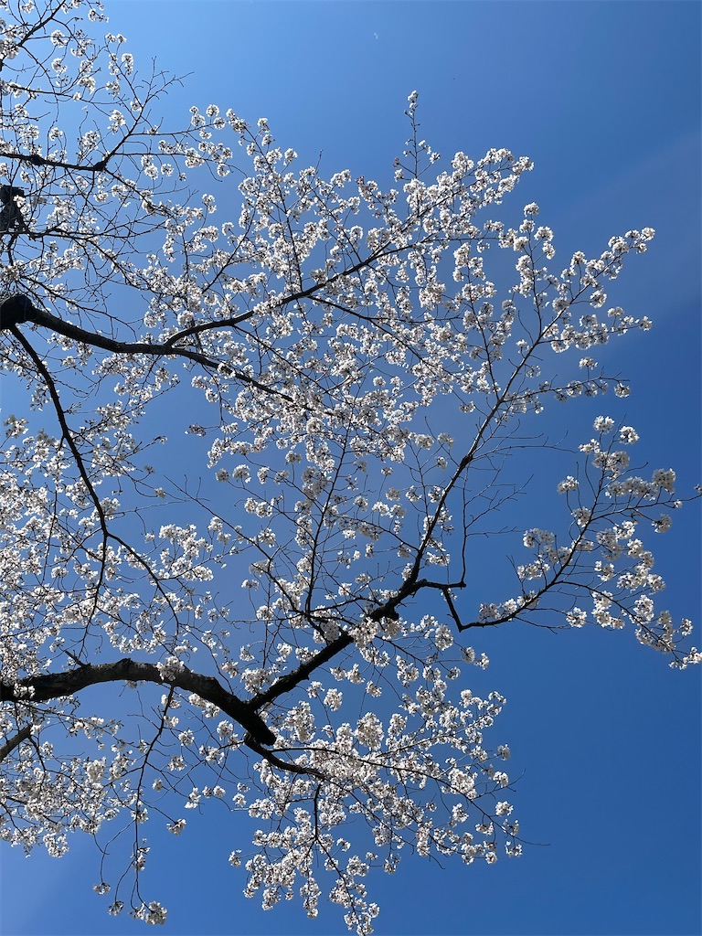 f:id:kosamebitaki733:20260405120908j:image f:id:kosamebitaki733:20260405120908j:image