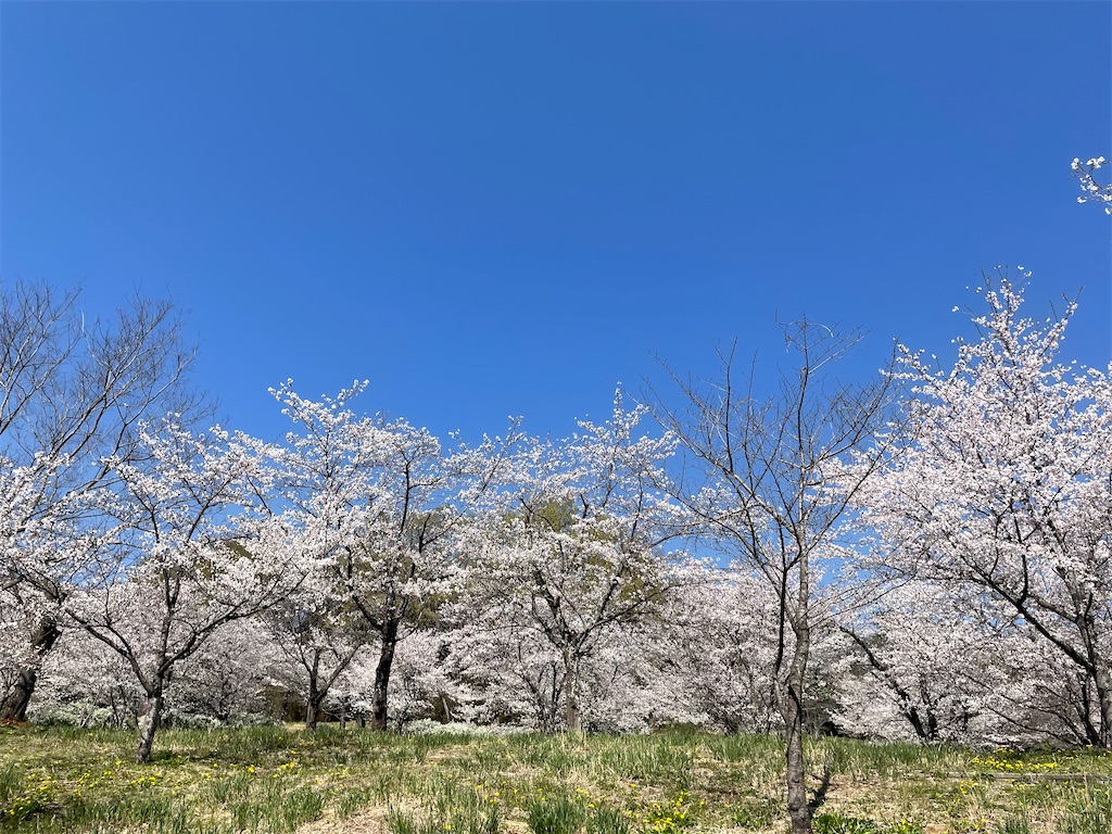 f:id:kosamebitaki733:20260405120917j:image f:id:kosamebitaki733:20260405120917j:image