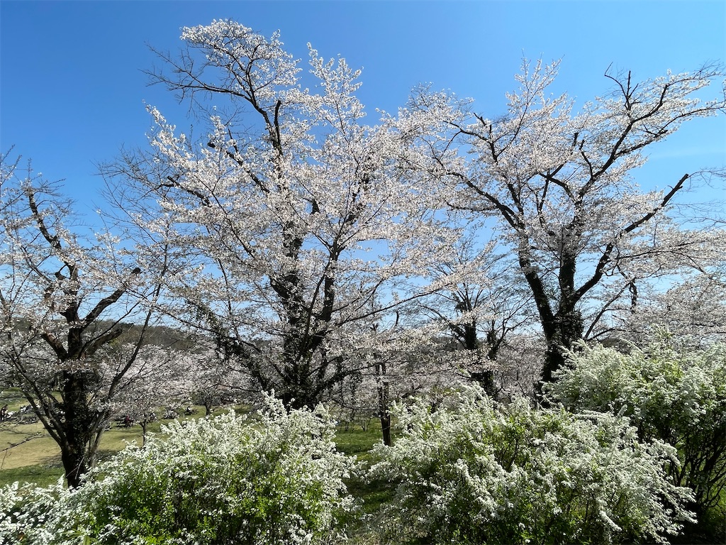 f:id:kosamebitaki733:20260405120929j:image f:id:kosamebitaki733:20260405120929j:image