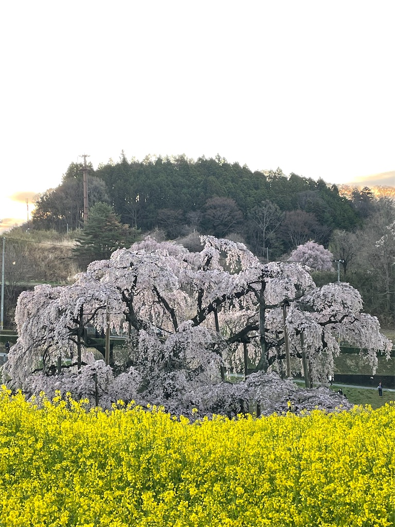 f:id:kosamebitaki733:20260414103944j:image f:id:kosamebitaki733:20260414103944j:image