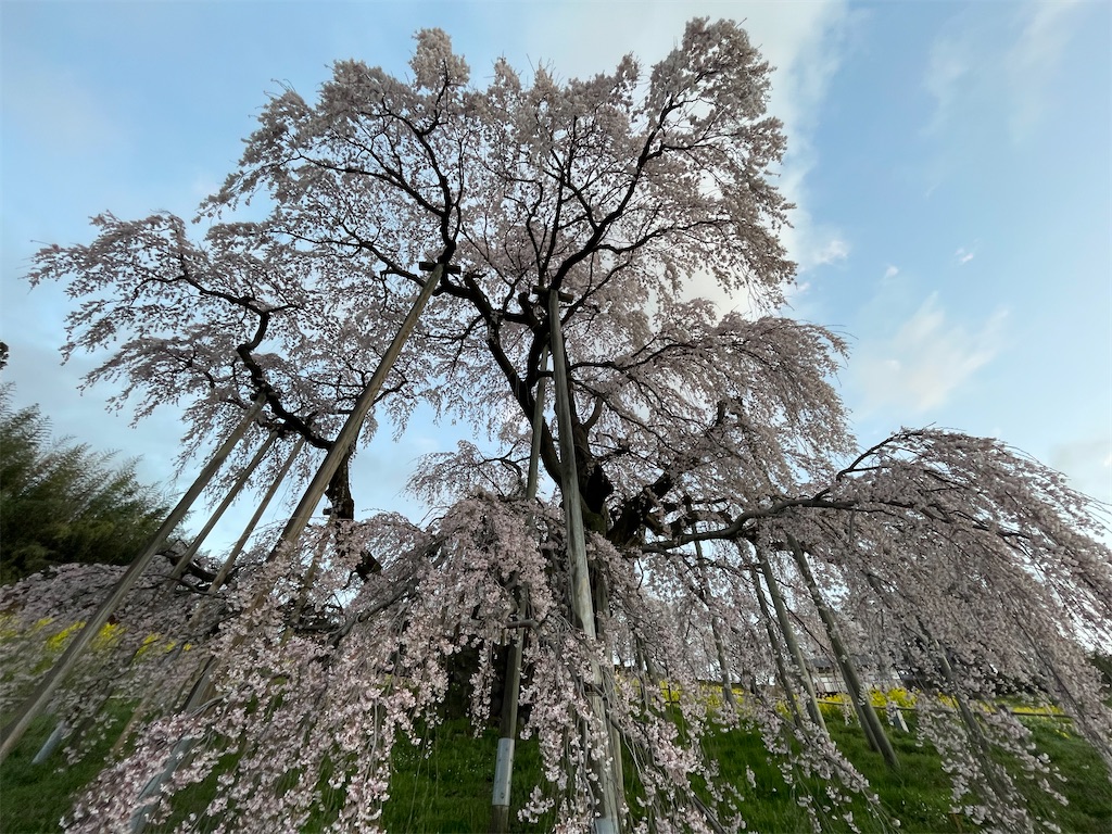 f:id:kosamebitaki733:20260414104003j:image f:id:kosamebitaki733:20260414104003j:image