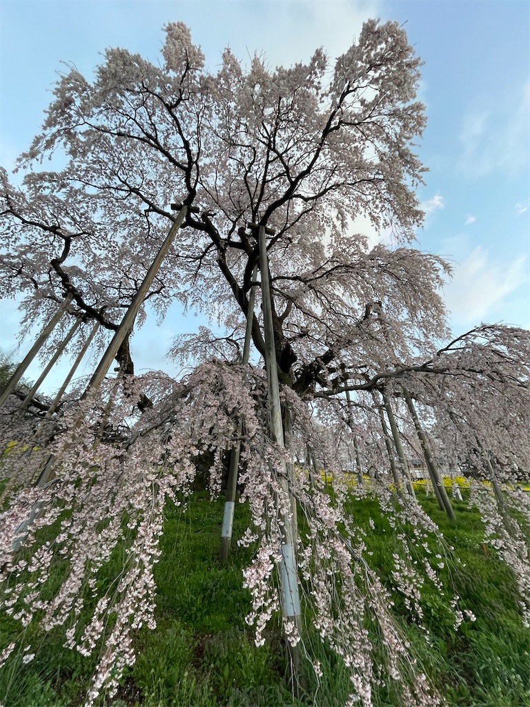 f:id:kosamebitaki733:20260414104242j:image f:id:kosamebitaki733:20260414104242j:image