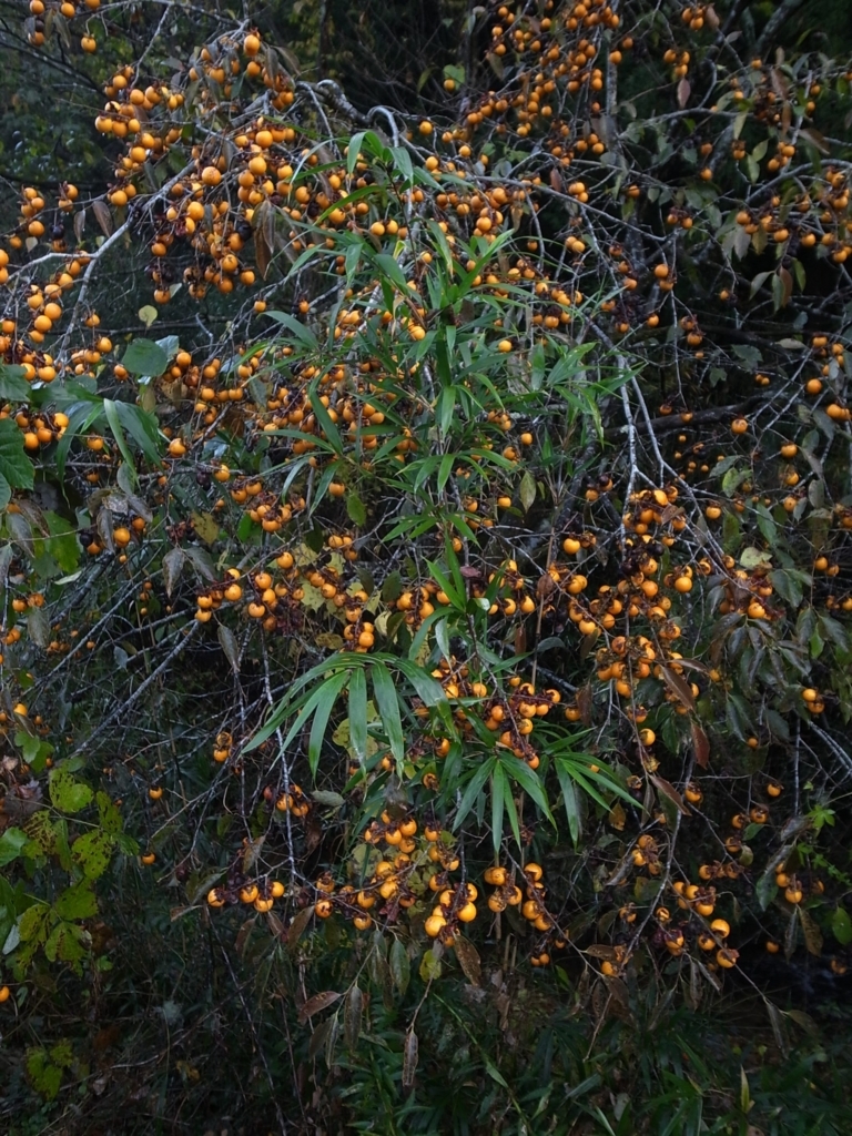 f:id:kosanikki:20171115211641j:plain