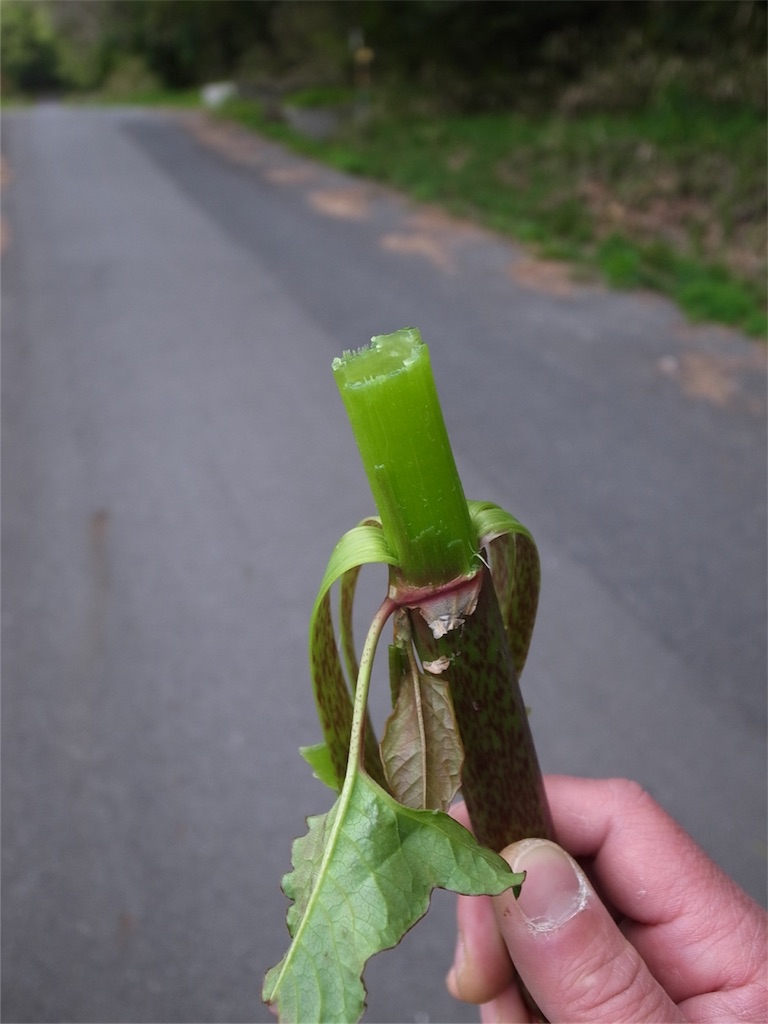 f:id:kosanikki:20180417190851j:image