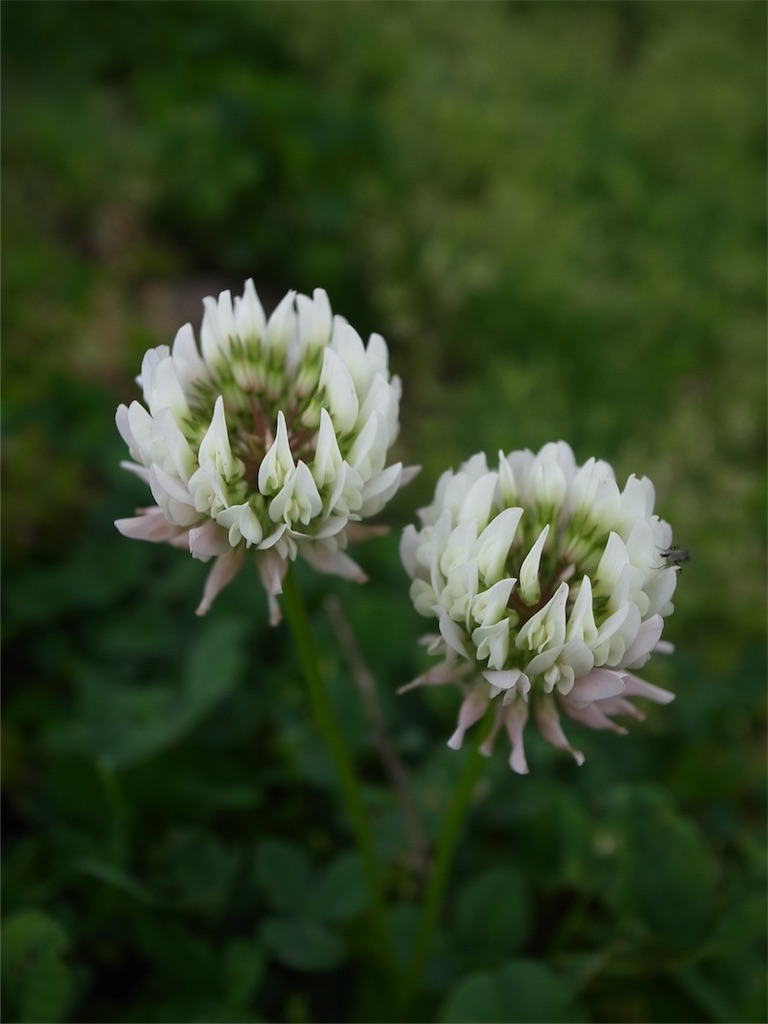 f:id:kosanikki:20180417190925j:image