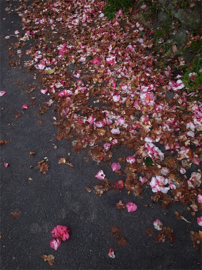 f:id:kosanikki:20180417190938j:image