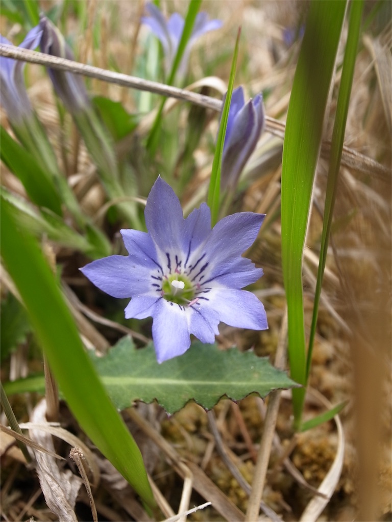 f:id:kosanikki:20180430194628j:image