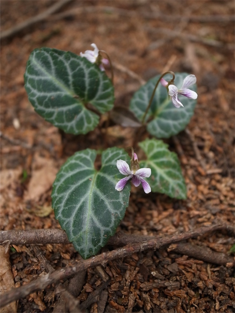 f:id:kosanikki:20180430194653j:image