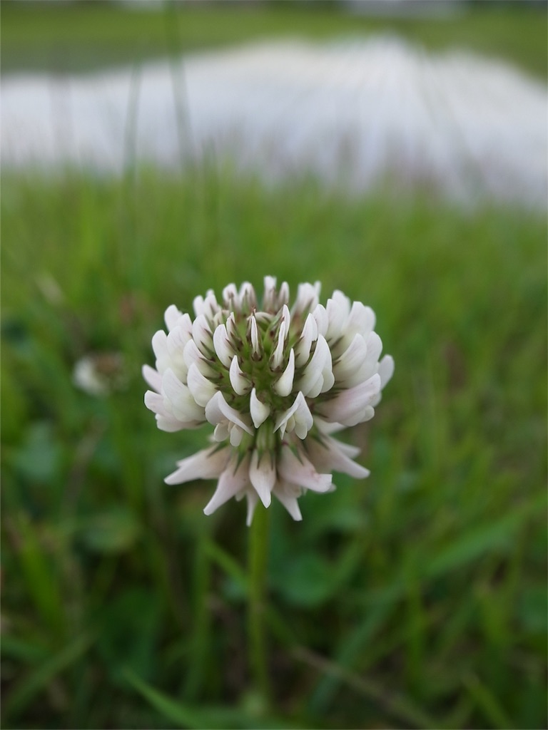 f:id:kosanikki:20180523185830j:image