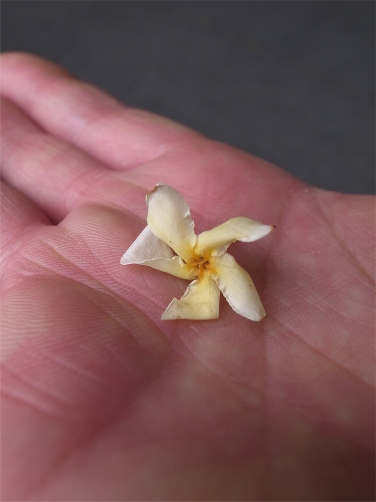 f:id:kosanikki:20180523190016j:image