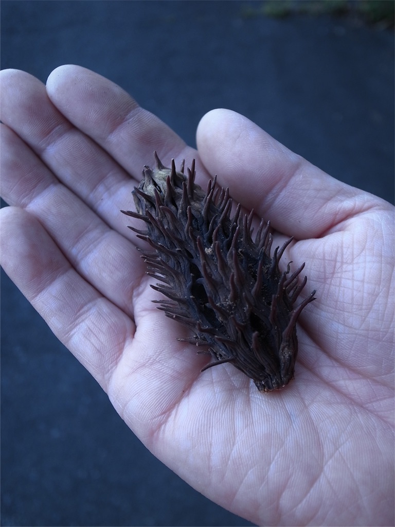 f:id:kosanikki:20180613184134j:image