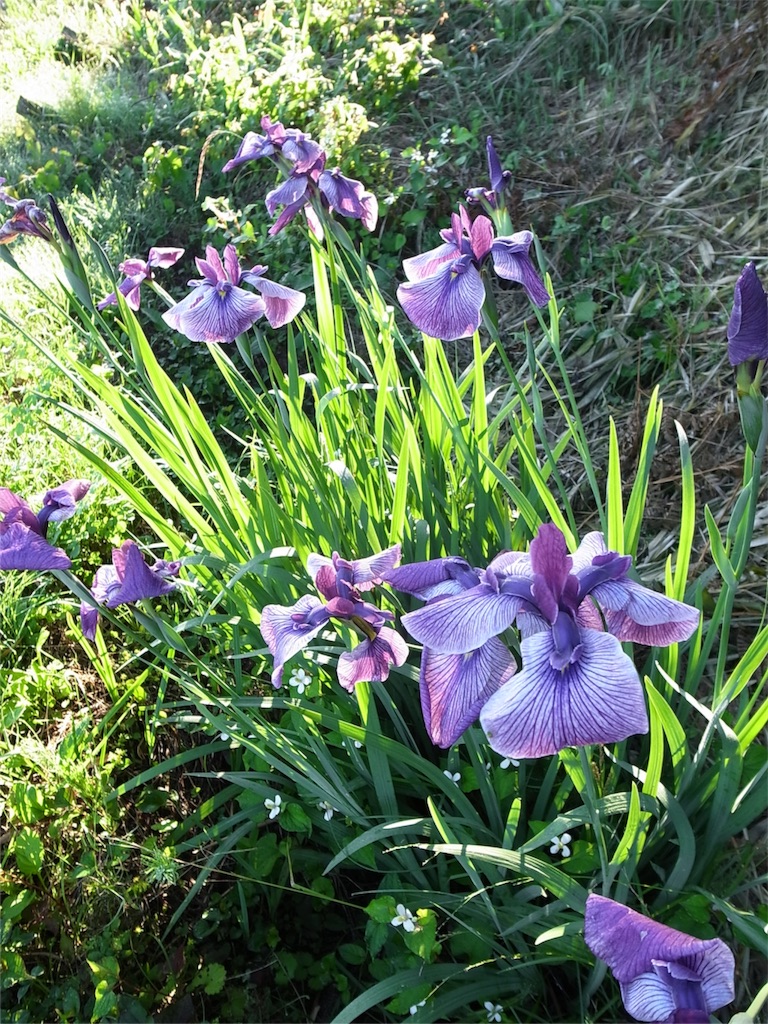 f:id:kosanikki:20180613184256j:image