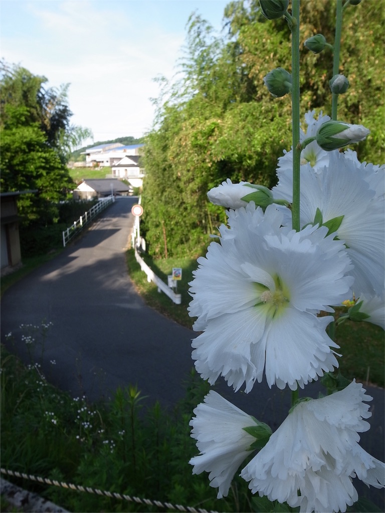 f:id:kosanikki:20180614185247j:image