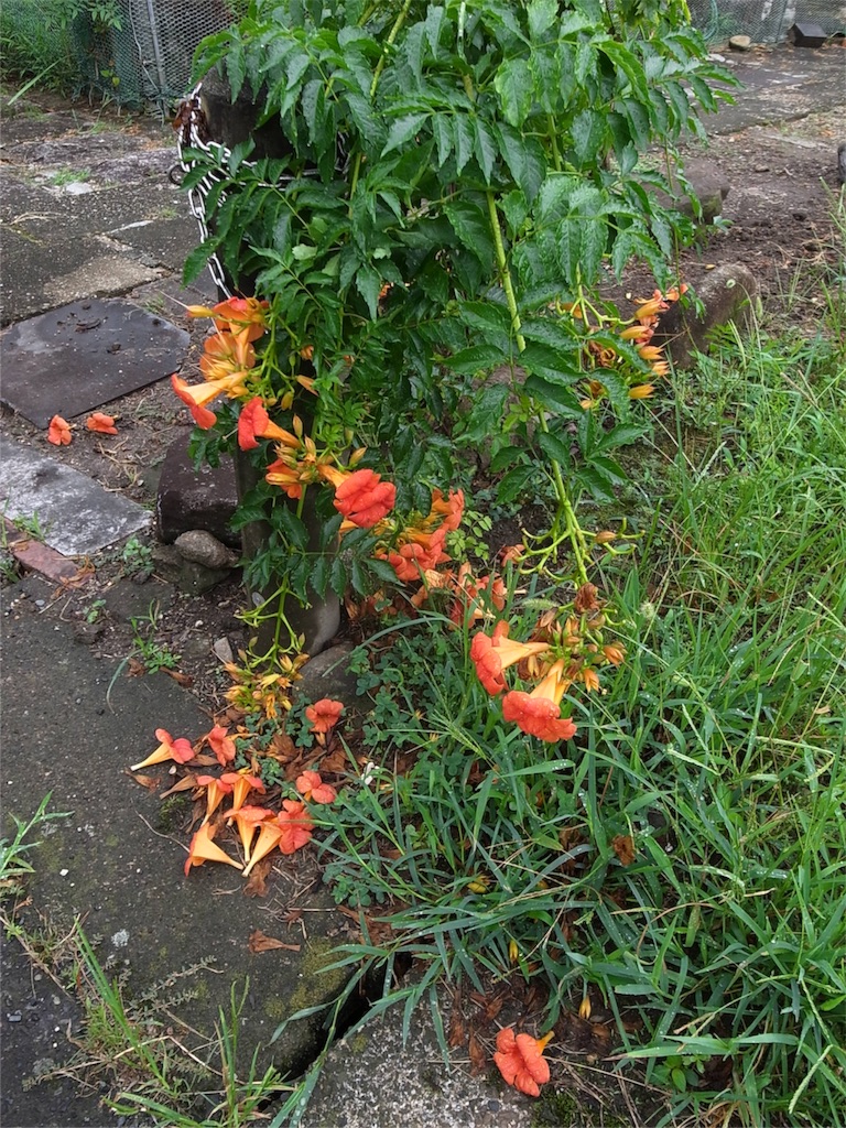 f:id:kosanikki:20180816181013j:image