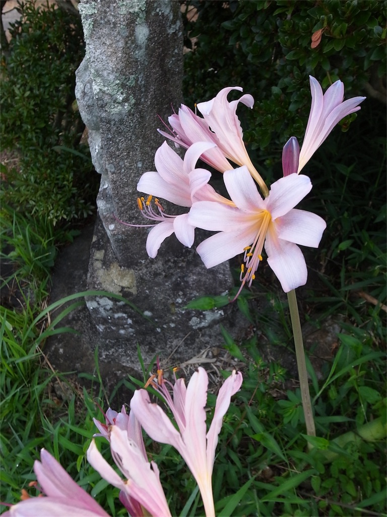 f:id:kosanikki:20180819150851j:image