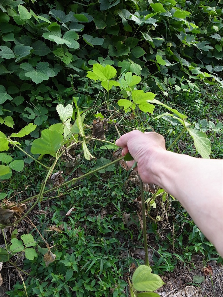 f:id:kosanikki:20180819150901j:image