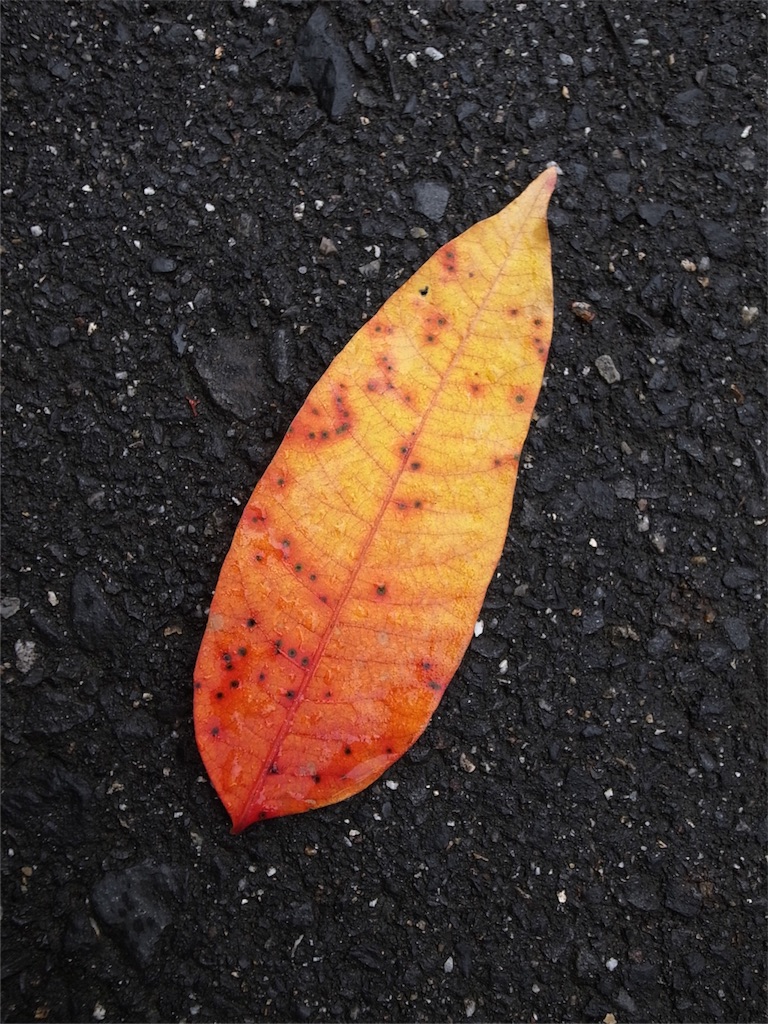 f:id:kosanikki:20180904181511j:image