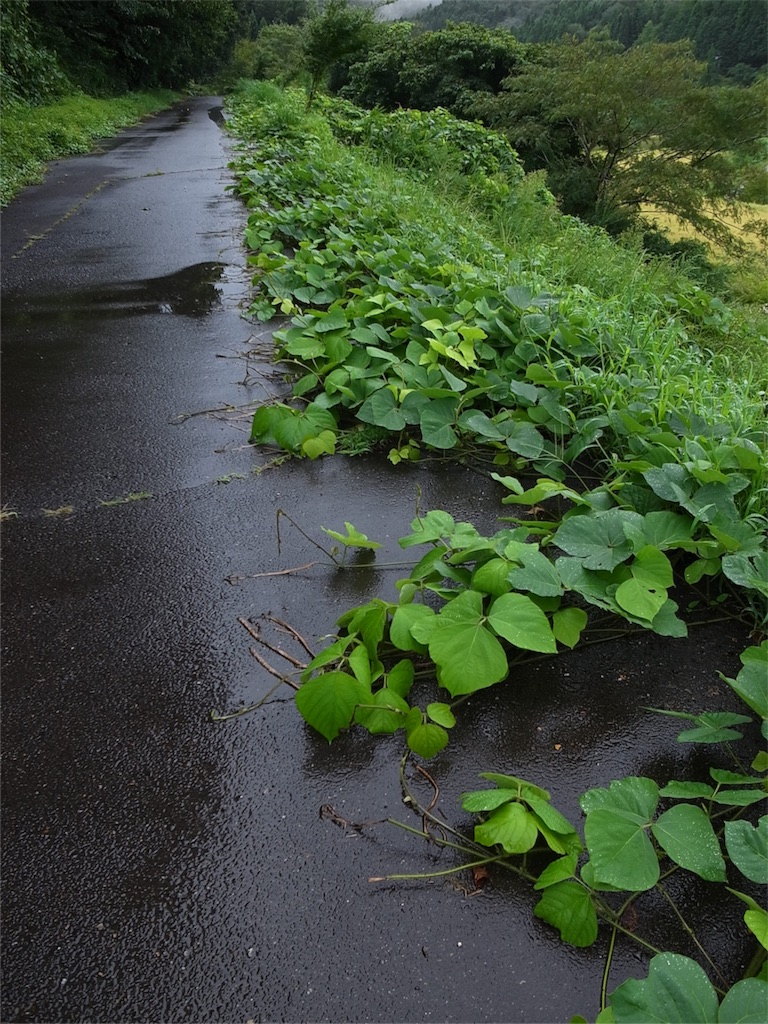 f:id:kosanikki:20180904181531j:image