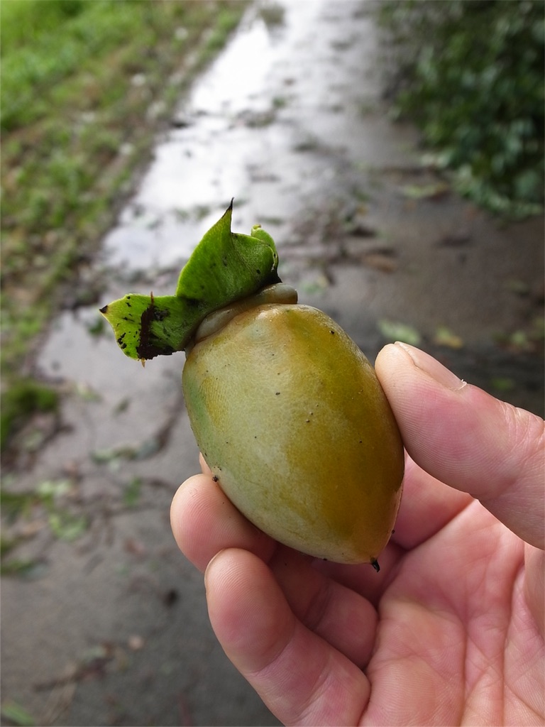 f:id:kosanikki:20180905183528j:image