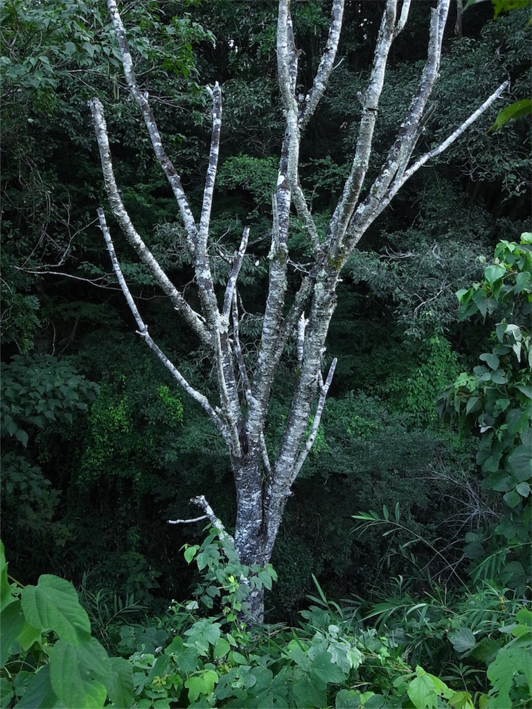 f:id:kosanikki:20180906094126j:image