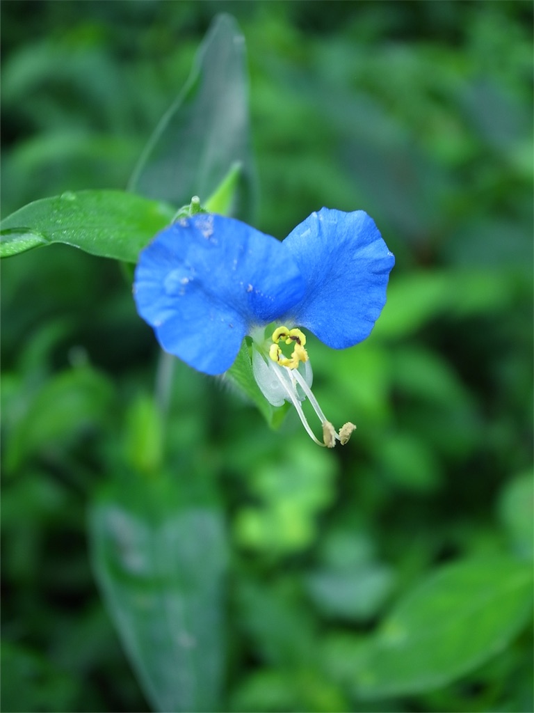 f:id:kosanikki:20180906094131j:image