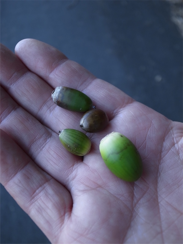 f:id:kosanikki:20180918185846j:image