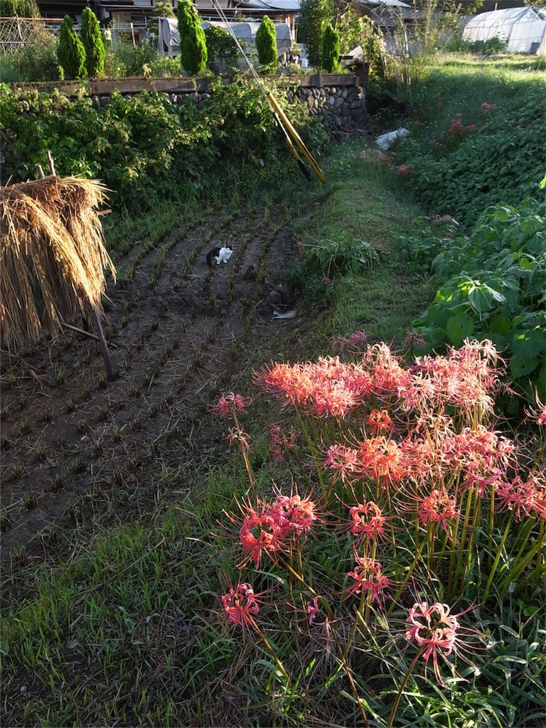 f:id:kosanikki:20180928193204j:image