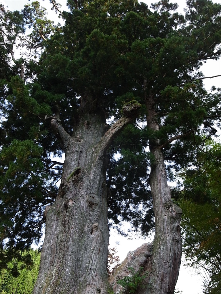 f:id:kosanikki:20181013183721j:image