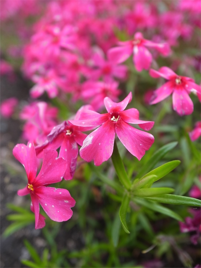 f:id:kosanikki:20190429193439j:image