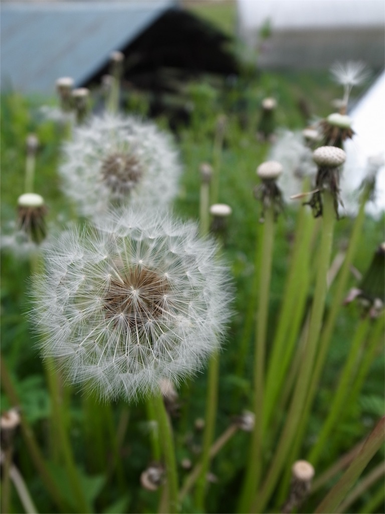 f:id:kosanikki:20190429193447j:image