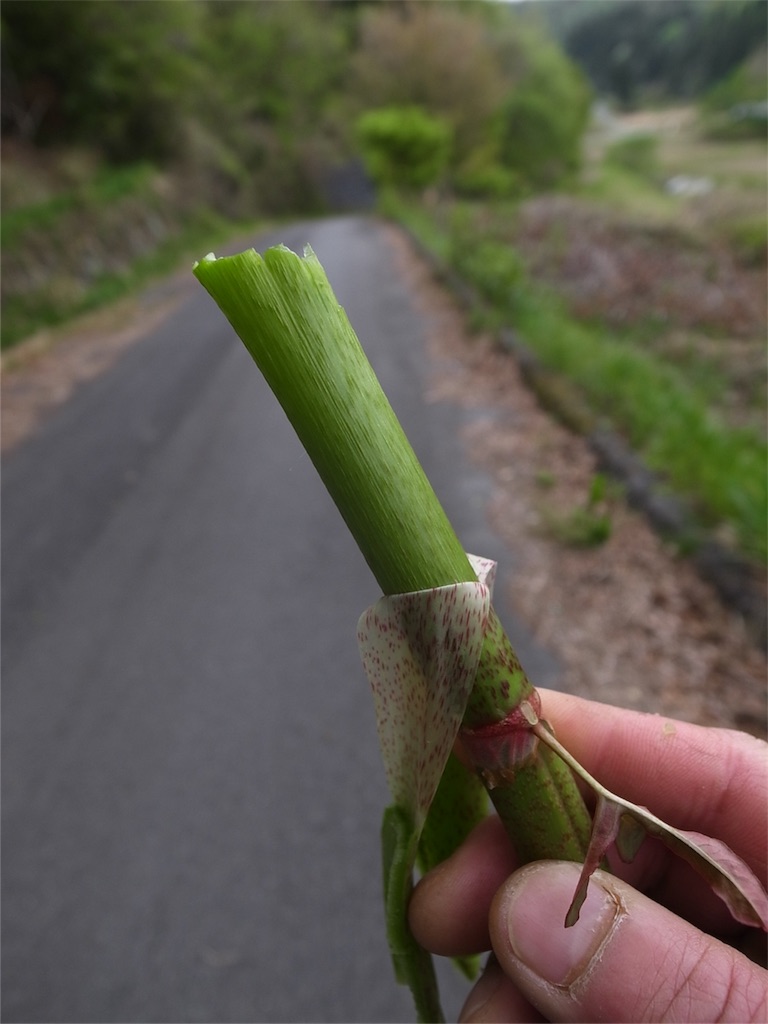 f:id:kosanikki:20190429193449j:image