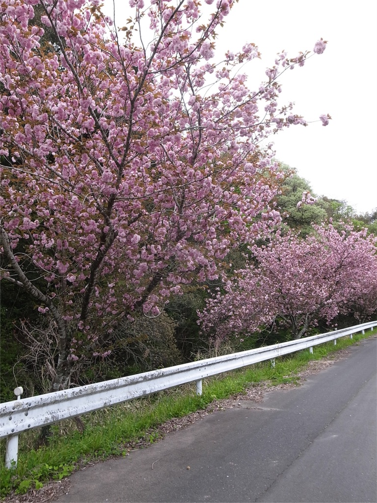 f:id:kosanikki:20190429193456j:image