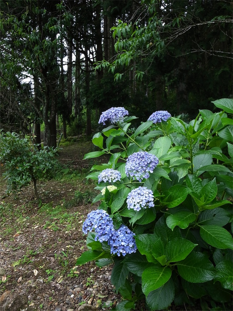 f:id:kosanikki:20190710211500j:image