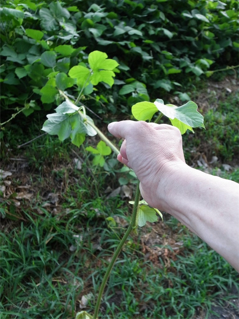 f:id:kosanikki:20190811210135j:image