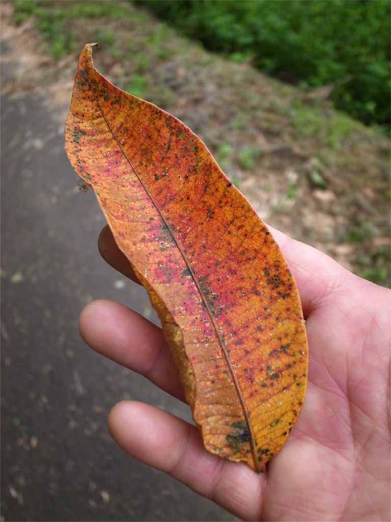 f:id:kosanikki:20190904192234j:image