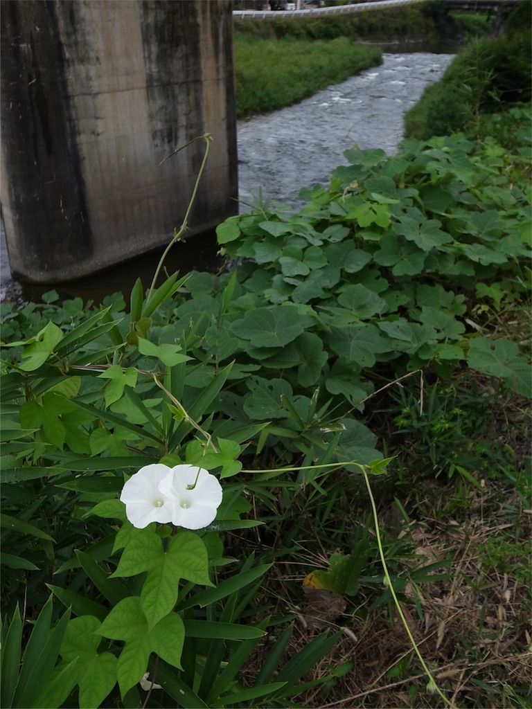 f:id:kosanikki:20190904192301j:image