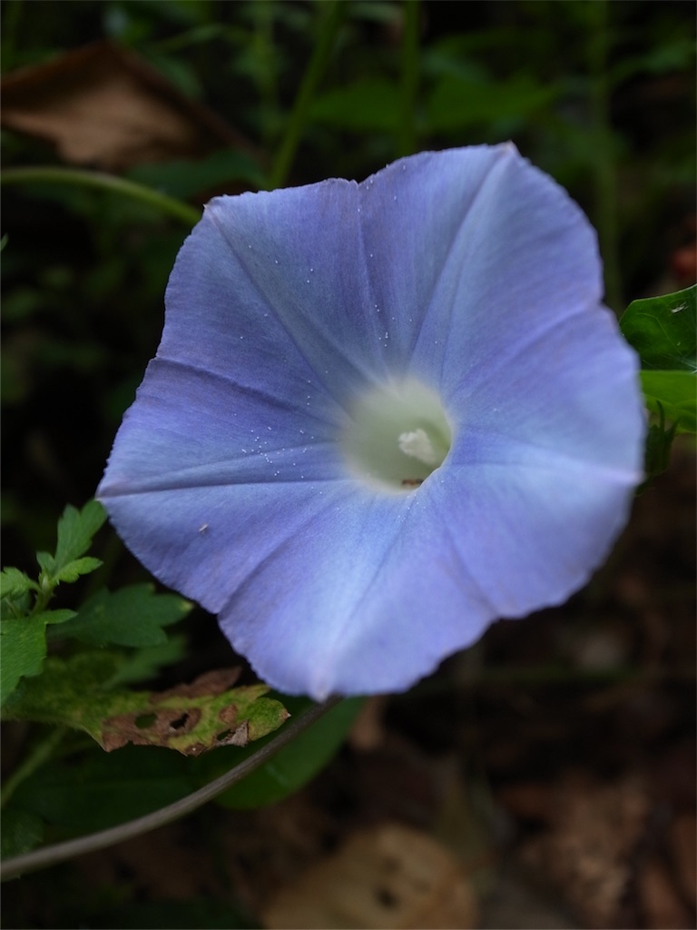 f:id:kosanikki:20190904192305j:image