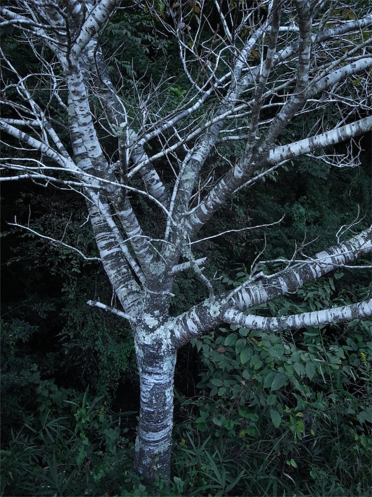 f:id:kosanikki:20191010183201j:image