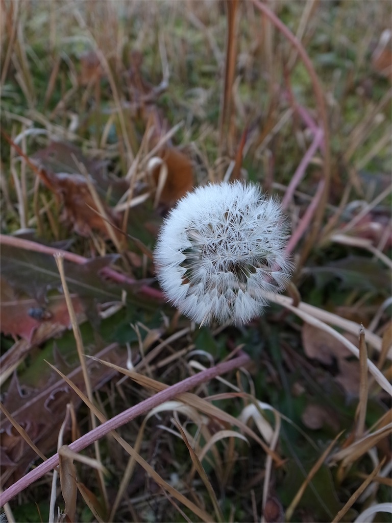 f:id:kosanikki:20200120180848j:image