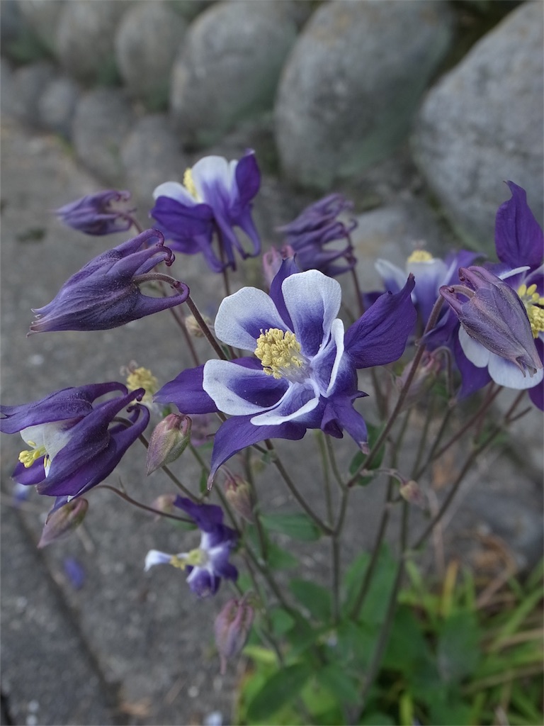 f:id:kosanikki:20200504002940j:image