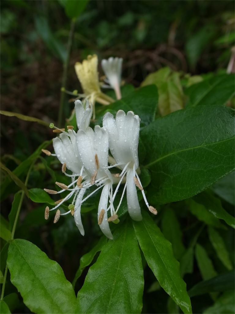 f:id:kosanikki:20200527183120j:image