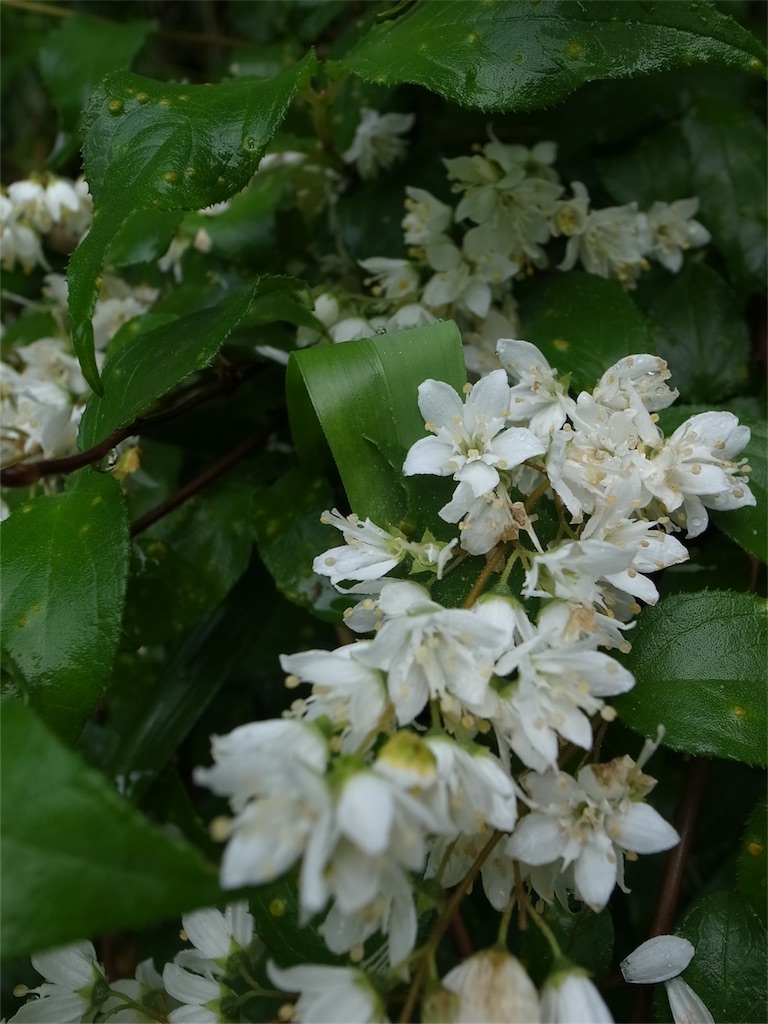 f:id:kosanikki:20200527183129j:image