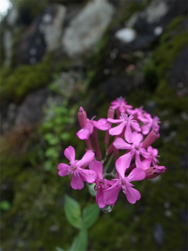 f:id:kosanikki:20200527183218j:image