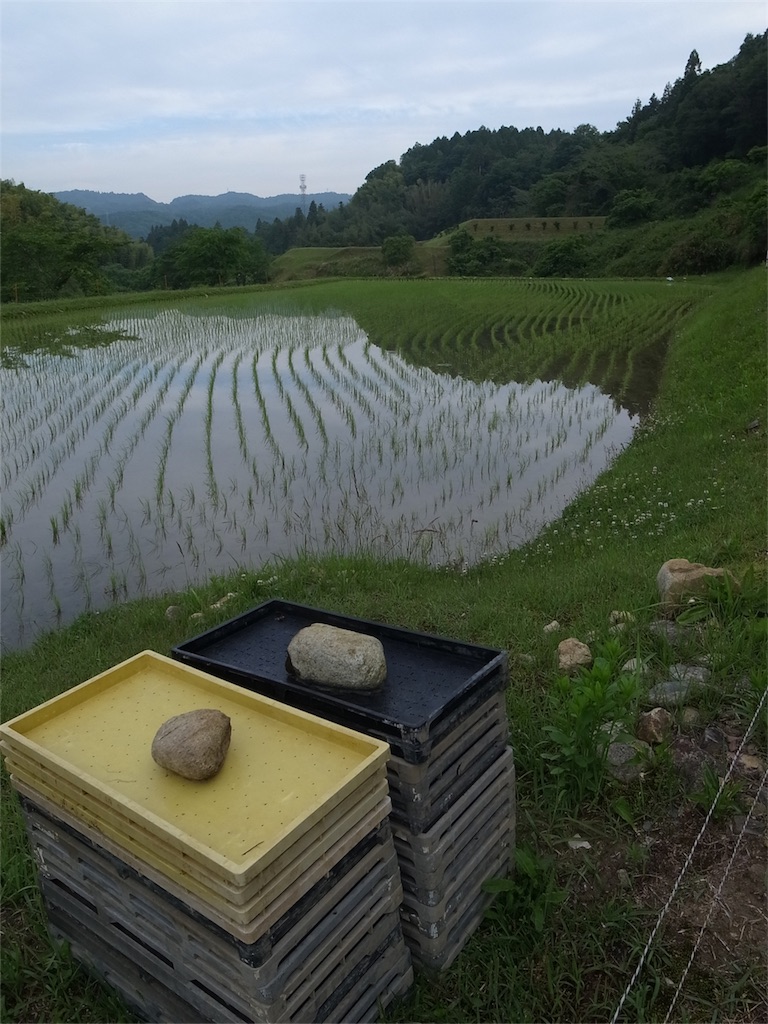 f:id:kosanikki:20200528180218j:image