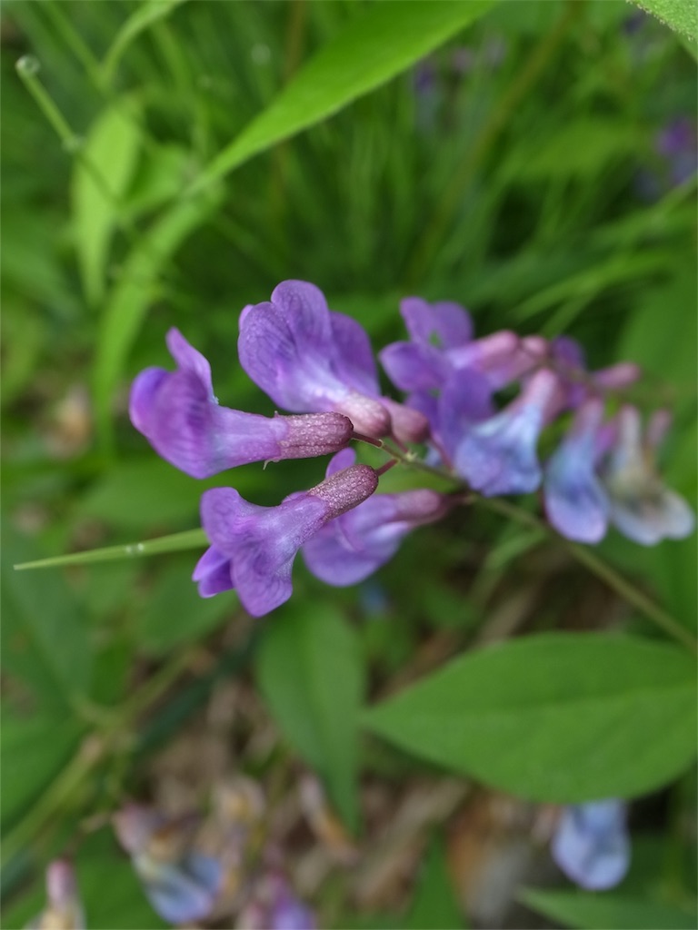 f:id:kosanikki:20200528180233j:image